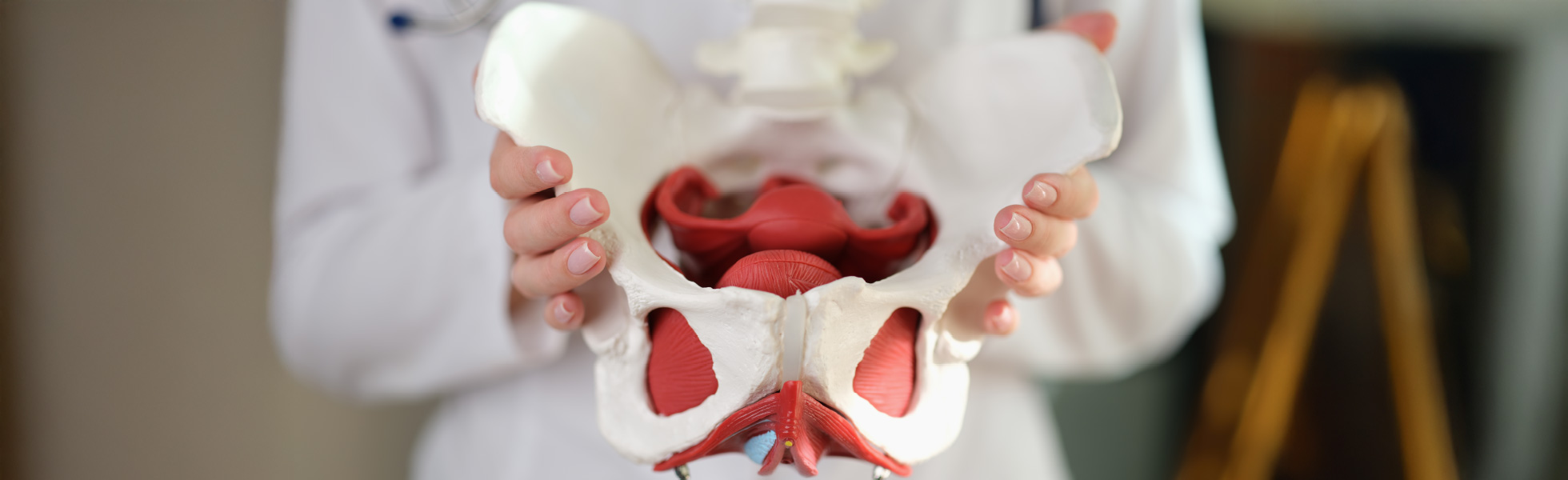 A medical professional holds a detailed pelvic model, highlighting reproductive anatomy relevant to hysterectomy discussions.